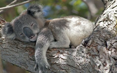 Koala Wallpapers - Top Free Koala Backgrounds - WallpaperAccess