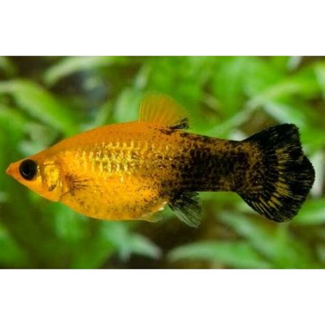 Jual Ikan Molly Ikan Hias Aquarium Aquascape Semua Jenis Molly Coral