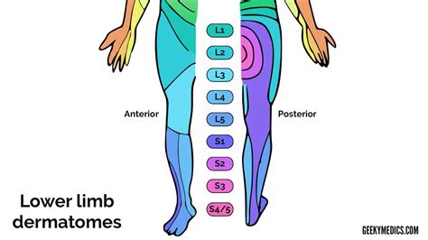 Dermatome Chart Of Feet Dermatomes Chart And Map