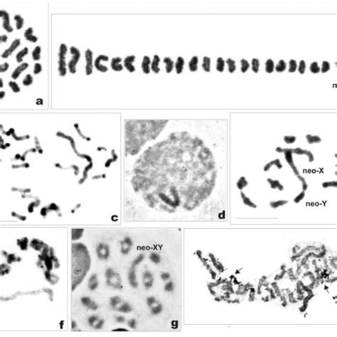 Mitotic And Meiotic Chromosomes Of Philaenus Signatus A Mitotic