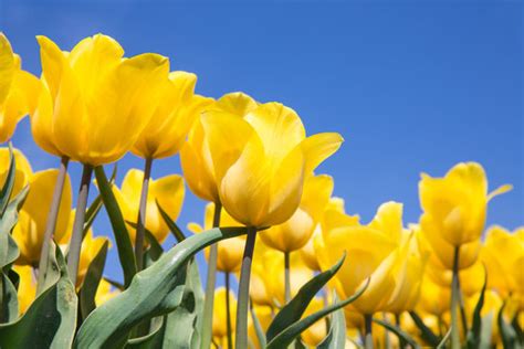 Yellow Tulips Blue Sky Images – Browse 21,201 Stock Photos, Vectors ...