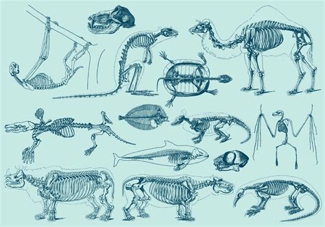 Animal Skeleton Vector Art, Icons, and Graphics for Free Download