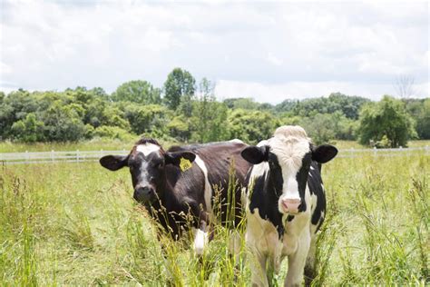 Shtayburne Farm Finger Lakes Dairy Farm