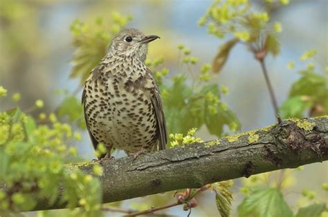 Mistle Thrush Turdus Viscivorus The Mistle Thrush Can Be… Flickr