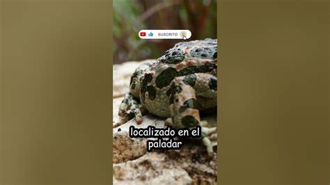 ¿las Ranas Tienen Dientes Shorts Youtube