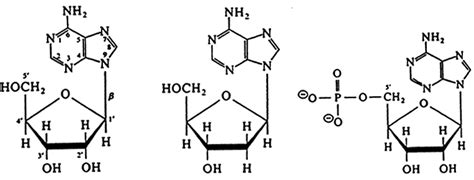 Nucleotides: Composition and Structure