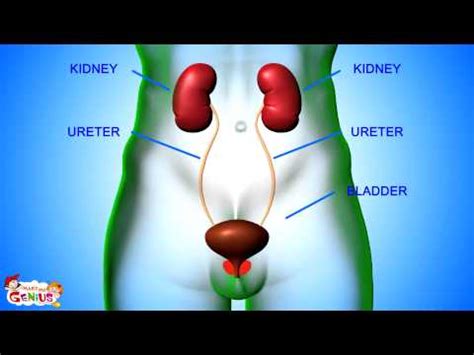 Excretory System Parts and Functions Animation video for kids - ONLINE ...