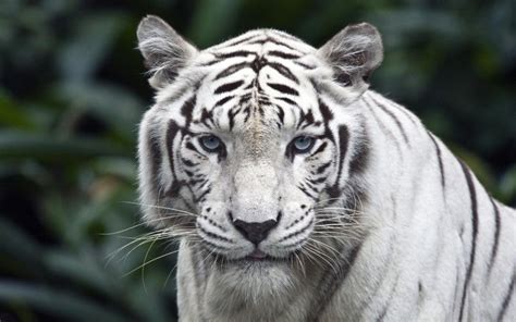 TIGRE Características Tipos de Tigres Qué comen Dónde viven 2022