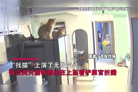 猫就在眼前，主人拿逗猫棒满屋子找猫，2只猫咪“神同步”看好戏猫咪屋子主人