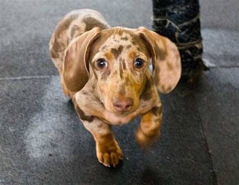 17 Best images about Dapple Dachshunds on Pinterest | Pet photography ...