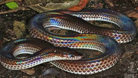 Most Beautiful Snakes In The World MyLonavala