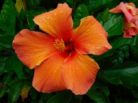 How To Get Rid Of Bugs On Hibiscus Naturally Bugwiz