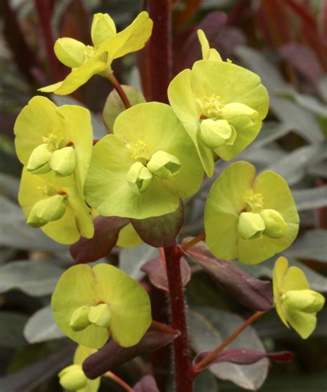 Types of euphorbia: 16 varieties for beds, borders and pots | Gardeningetc