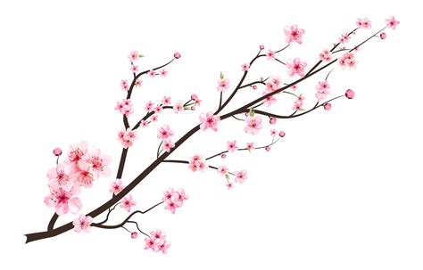 Cherry Blossom With Watercolor Blooming Sakura Flower Japanese Cherry