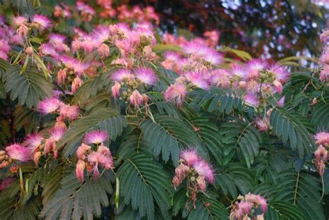 Mimosa Tree Seeds 20 Mimosa Tree Seeds Albizia Julibrissin - Etsy