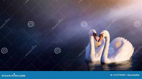 Art Beautiful Romance Landscape Love Couple White Swan Stock Photo