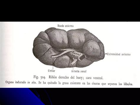 Anatomia Y Fisiologia Veterinaria Sistema Renal Ppt