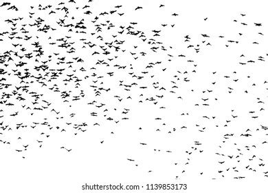 10,913 Swarm birds Images, Stock Photos & Vectors | Shutterstock