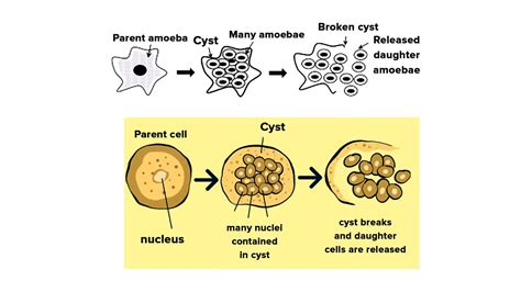 How Sexual And Asexual Reproduction Takes Place In Phylum Protozoa