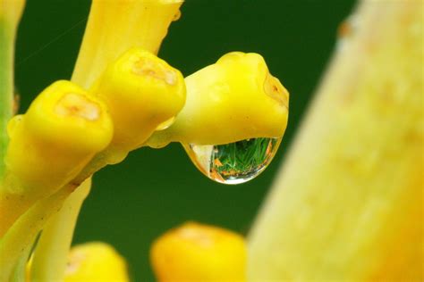 Free stock photo of dew, droplet, macro