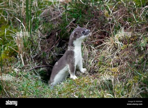 Weasel and stoat hi-res stock photography and images - Alamy