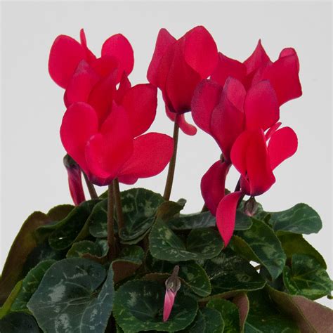 Cyclamen | Make Me Bloom