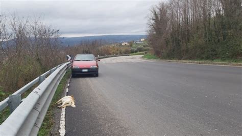 Ariano Ennesimo Cane Investito E Ucciso Lungo La Variante Manna Tre