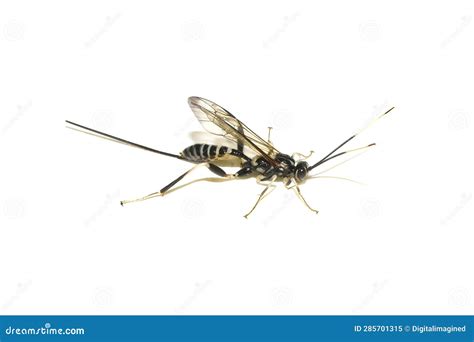 Female Ichneumon Wasp Laying Eggs By Pushing Her Sting Into A Caterpillar Hidden In A Dry Stem