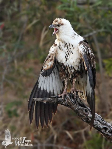 juvenile african fish eagle | Birds of prey, Bald eagle, Bird feathers