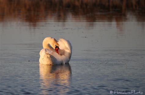 Pescalune Photo Cygne tuberculé Cygnus olor Mute Swan