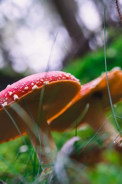 Fly Agaric Mushrooms Fungus Free Photo On Pixabay