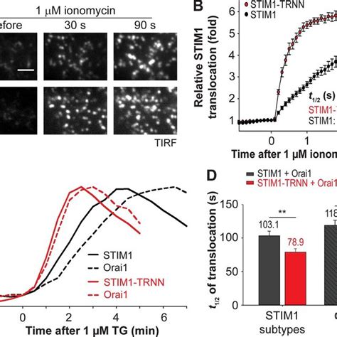 Model STIM1EB1 Interaction Regulates STIM1 Translocation To ERPM