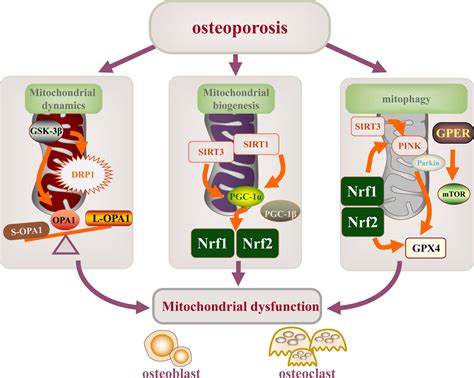 Frontiers Mitochondrial Quality Control And Its Role In Osteoporosis