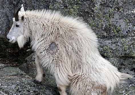 Mountain Goat Facts Animals Of North America