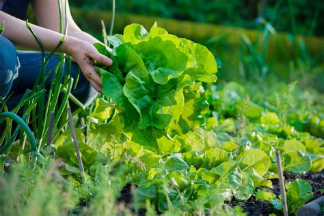 Strat Gie Bioalimentaire Mont R Gie Lancement D Un Deuxi Me Appel De