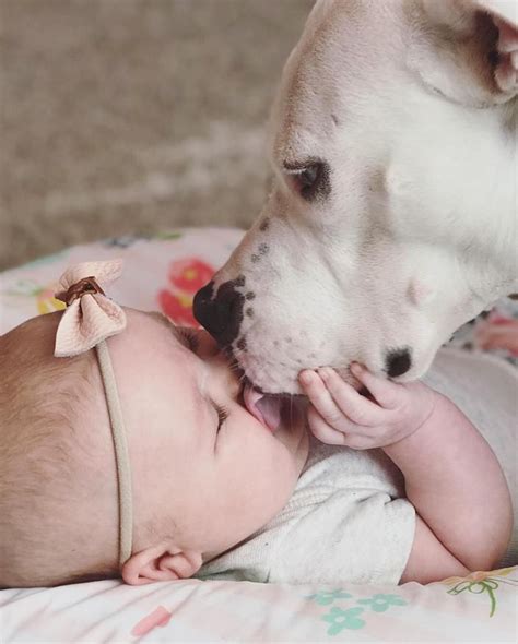 Pitbull Kisses Pitbull Kisses Pitbull Dog Nanny Dog