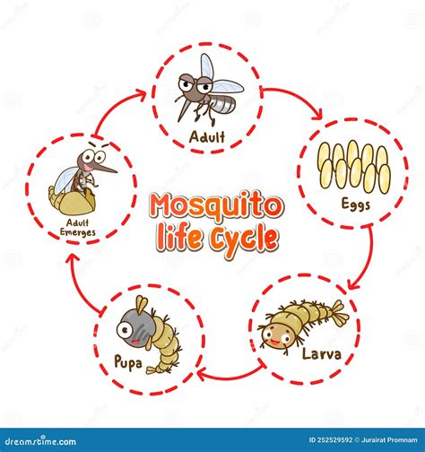 Vector Del Ciclo De Vida Del Mosquitorsquo Ilustración Del Vector Ilustración De Salud