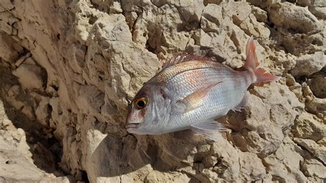 Surfcasting En Acantilado Buena Jornada YouTube