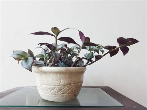 How to Care for A Purple Heart Plant - Plantglossary