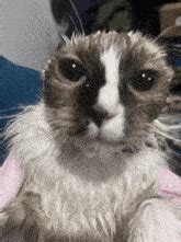 Wake Up Cat  Wake Up Cat Meme Discover And Share S