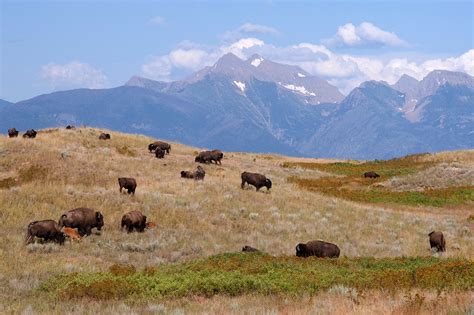 Best of Montana Year-Round: Nature and Wildlife -- National Geographic