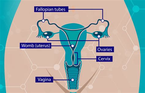 Cervical Cancer Thamesvalleycanceralliance Nhs Uk