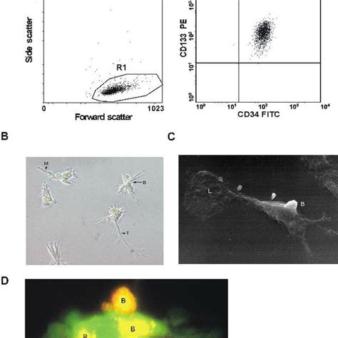 Morphologic Characterization Of Adherent Cells A Cd133 Cells