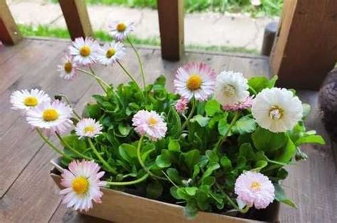 Маргаритки разные (ромашковые, махровые) | Festima.Ru – частные объявления