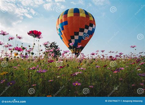 The Hot Air Balloons Flying Over The Cosmos Flowers Field In Singha