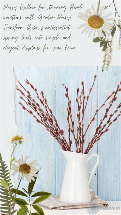 Everything You Need To Know About Growing And Caring For Pussy Willows Garden Daisy