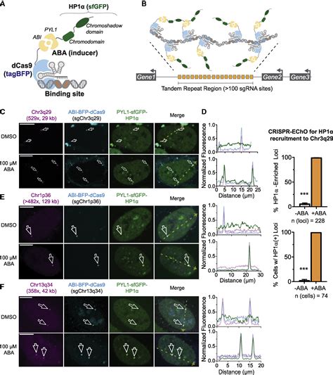 Interrogation Of The Dynamic Properties Of Higher Order Heterochromatin