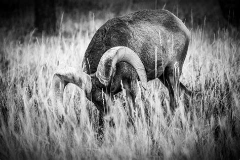 Wallpaper Nature Landscape Monochrome Animals Bighorn Sheep