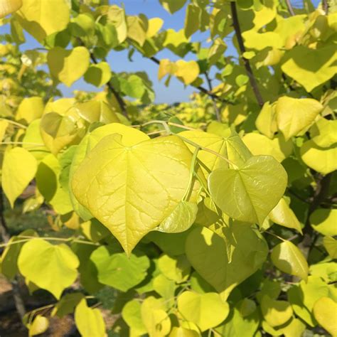 Cercis Canadensis ‘hearts Of Gold Pp17740