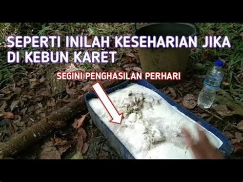 KESEHARIANKU DI KEBUN KARET APA SAJA YANG DI LAKUKAN DARI PAGI SAMPE